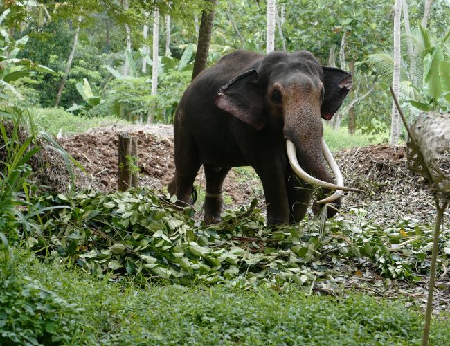 Eléphant dans la Millenium Elephant Foundation