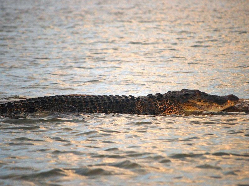 Crocodile dans le lac de Bolgoda au Sri Lanka