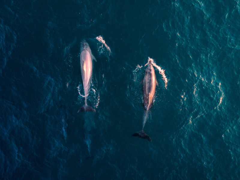 Baleines du Sri Lanka vues d'hélicoptère