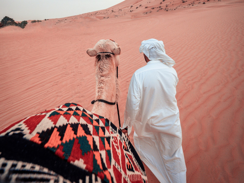 A la rencontre des chameaux, animaux étroitement liés à la culture bédouine