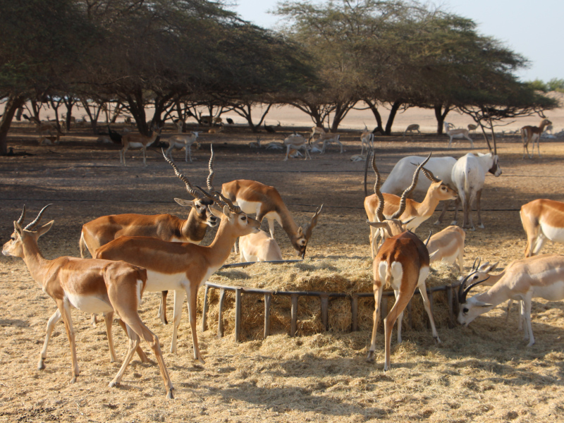 Oryx d'Arabie dans la réserve de sir bani yas island